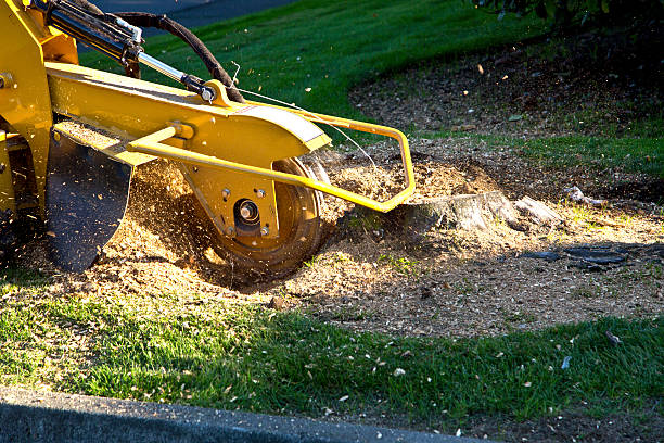 How Our Tree Care Process Works  in  Monon, IN